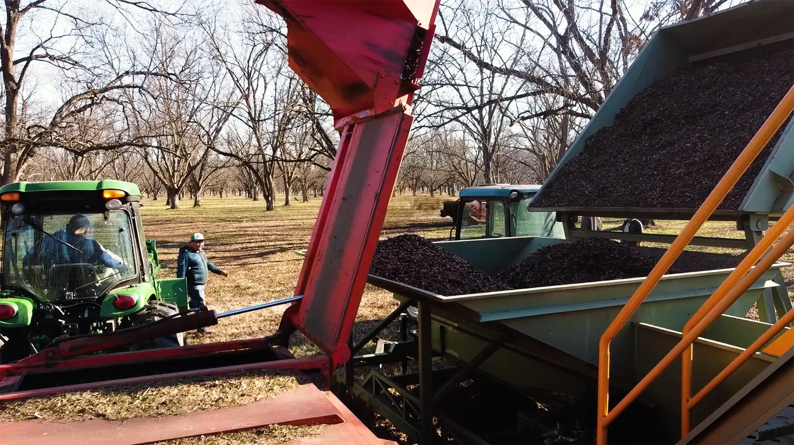 How to Grow And Harvest Pecans: The Knight Pecan Farms Way