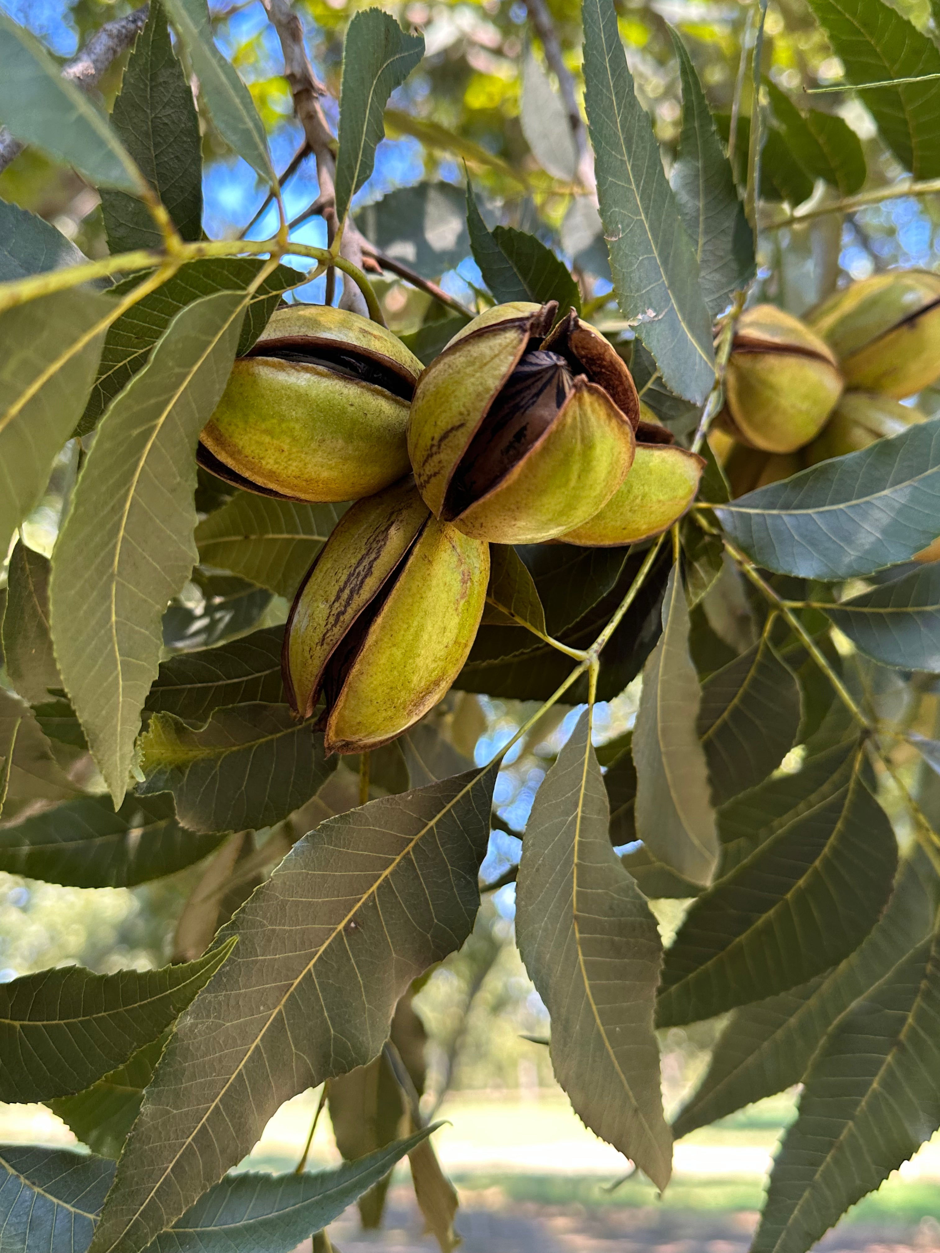 Raw Pecans & Oil