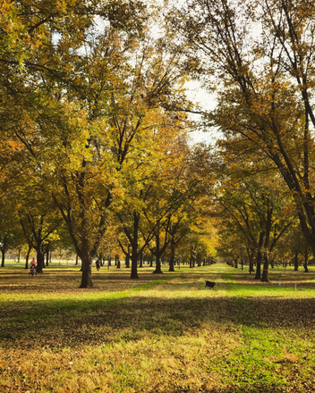 Products – Knight Pecan Farms