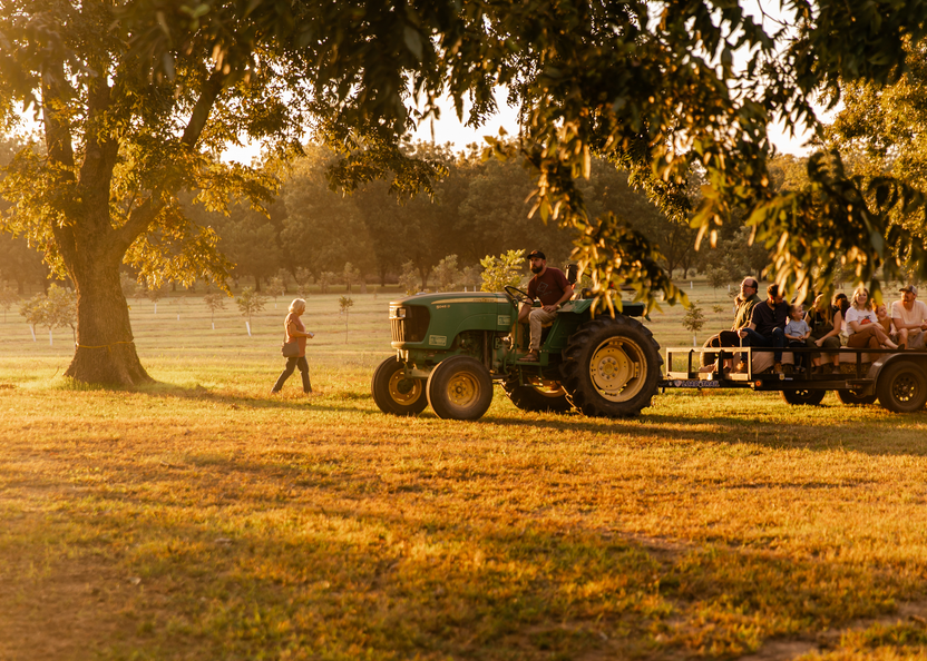Are Pecans Good for You? 7 Tasty Health Benefits of Pecans Knight
